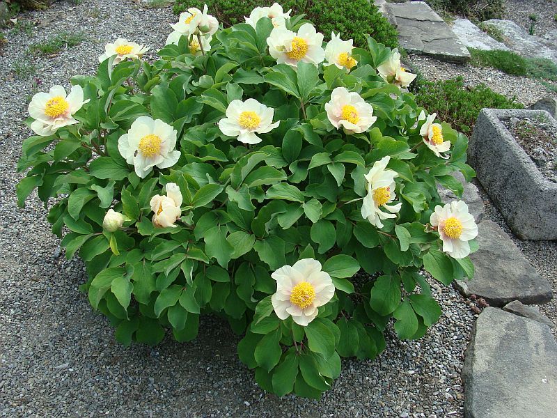 Paeonia mlokosewitschii | North American Rock Garden Society
